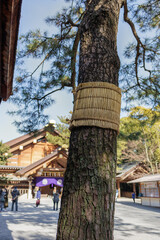 Fototapeta premium A tree in a Japanese shrine sports a Komomaki straw belt around it midsection. Also know as waramaki, the belts help protect the trees during the winter.