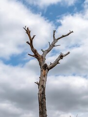 Fototapeta premium Lonely Dead Tree Against a Dramatic Sky with Partly Cloudy Background : Generative AI