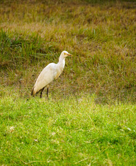 Cattle Egret Standing in a Green Field