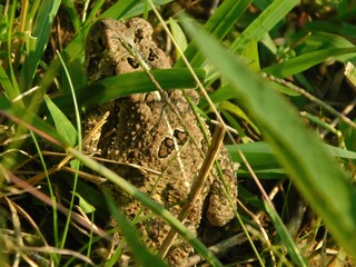frog in the grass
