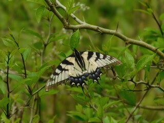 black swallowtail butterfly
