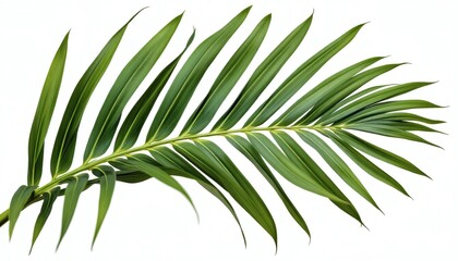 Intricate Vein Patterns on a Lush Green Palm Leaf Close-Up