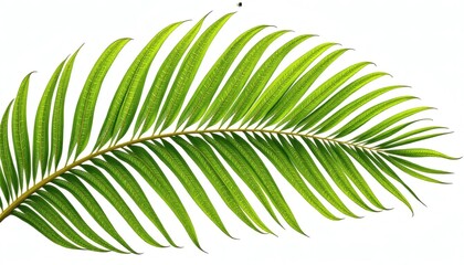 Obraz premium Intricate Vein Patterns on a Vibrant Green Palm Leaf Close-Up