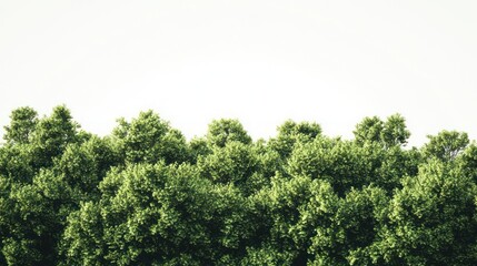 Obraz premium Lush green forest canopy against a bright sky; nature background (1)