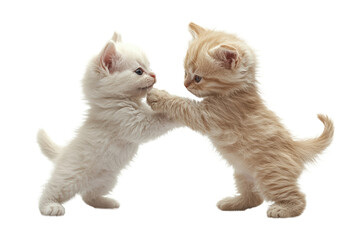 Two playful kittens engaging in a friendly tussle, showcasing their adorable features and lively...