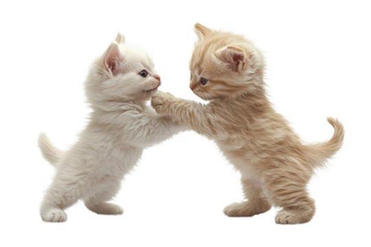 Two playful kittens engaging in a friendly tussle, showcasing their adorable features and lively personalities against a soft, neutral background.