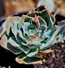 close up of succulent plant