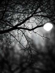 Artistic Black and White Nature Silhouette with Branches and Moonlight : Generative AI