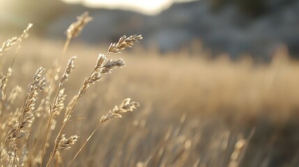 Fototapeta premium Golden Grasses in a Sunlit Field Capturing Natural Beauty and Serenity : Generative AI
