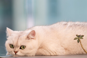 cat lying on the table 