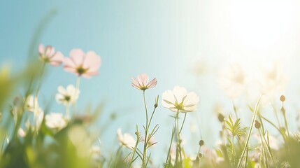Fototapeta premium Beautiful Pink And White Flowers In Field Under Sunlight