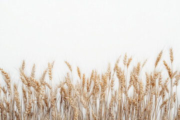 Fototapeta premium Wheat field in golden hues set against a pure white background, creating a striking contrast in colors and textures.