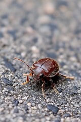 Close-up of Beetle on Asphalt Ground in Natural Habitat : Generative AI