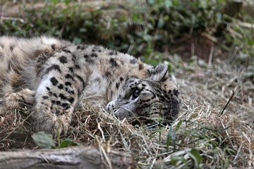 枯草の上に横になり見つめるユキヒョウ