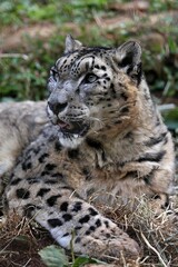 横向きの見上げるユキヒョウのポートレート