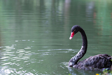 Obraz premium black swan on the lake 
