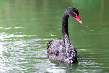 Fototapeta premium black swan on the lake 
