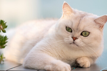 cat lying on the table 