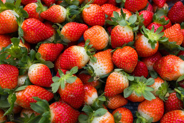 Fresh Strawberry Harvest With Ripe Red Berries In Farm