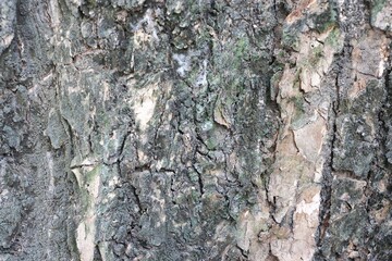 Old tree trunk bark rough pattern background