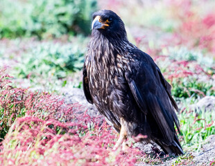 caracara in new island falklands 