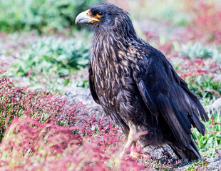 caracara in new island falklands 