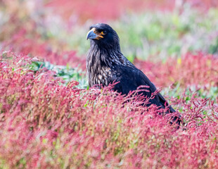 caracara in new island falklands 