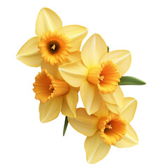 Naklejka premium Beautiful Yellow Daffodils Spring Flowers Bouquet, Transparent Background, Ai Generative Images