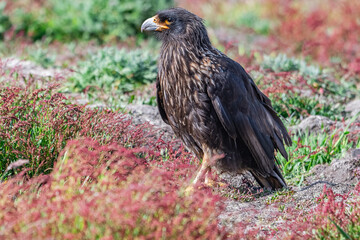 caracara in new island falklands 
