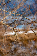 Birch branches without leaves in winter against winter background.