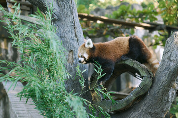 Red Panda in Yokohama Zoo Amid Lush Greenery