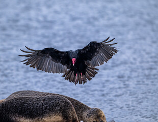 Port Stanley  falklands wild life photography