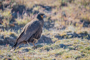 Caracara from falklands newsstand 