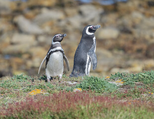 Obraz premium Magellanic penguins from new island Antarctica