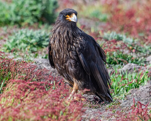 caracara in new island falklands 