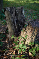 Weathered Tree Stumps Covered in Vines