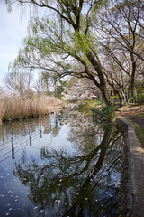 Willow Tree Reflection in a Tranquil Stream