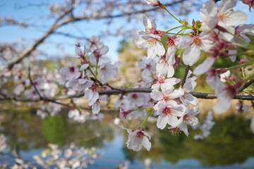 Obraz premium Cherry Blossom Branches Reflecting Spring's Beauty, Japan