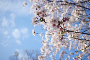Close-Up of Cherry Blossoms Against a Clear Blue Sky, Japan