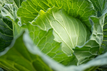 A fresh green cabbage growing in a farm garden