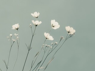 Ethereal White Cosmos Flowers on Pale Blue Background, Minimalist Floral Art