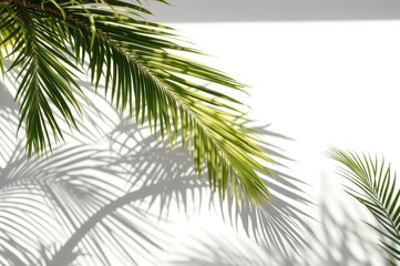 Palm Leaf Shadows on White Wall