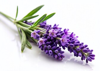 Naklejka premium Isolated Lavender Sprig on White, Perfect for Design Projects & Branding