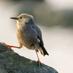 A Red-billed starling walks on the rocks.