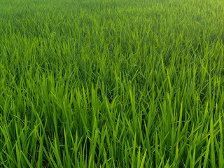 Rice plants in fresh green rice fields. Bacjground of rice plants in rice fields.	
