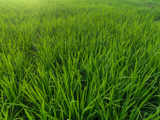 Rice plants in fresh green rice fields. Bacjground of rice plants in rice fields.