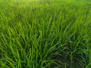 Rice plants in fresh green rice fields. Bacjground of rice plants in rice fields.