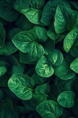 Lush Green Malabar Spinach Leaves A Close-Up of Vibrant, Healthy Foliage
