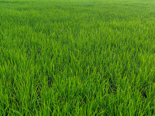 Rice plants in fresh green rice fields. Bacjground of rice plants in rice fields.
