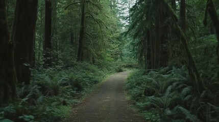 Obraz premium Tranquil Pathway Through a Lush Green Forest with Ferns and Mossy Trees